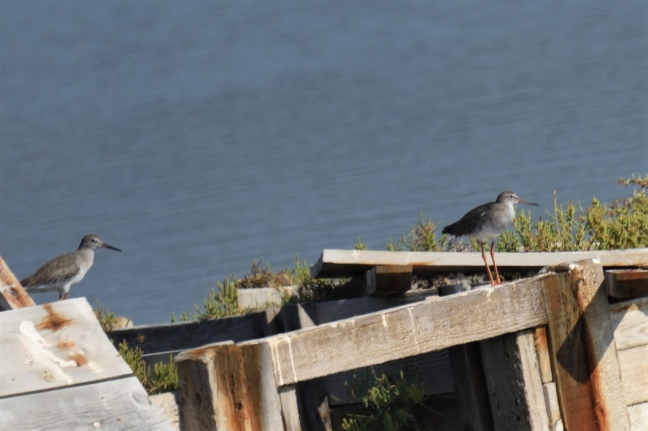 Common Redshank